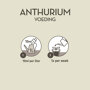Pokon Anthurium Voeding instructie